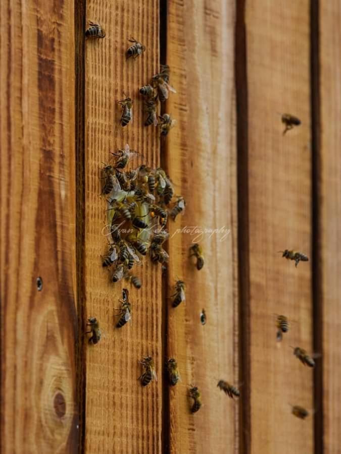 Hisa Zdravega Oddiha Lejlighed Begunje pri Cerknici Eksteriør billede